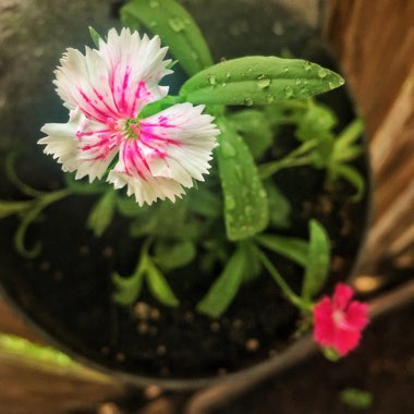 Dianthus chinensis x barbatus