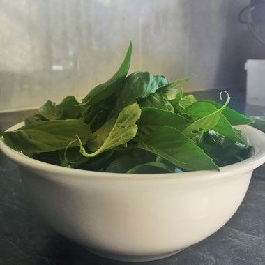 Ocimum basilicum