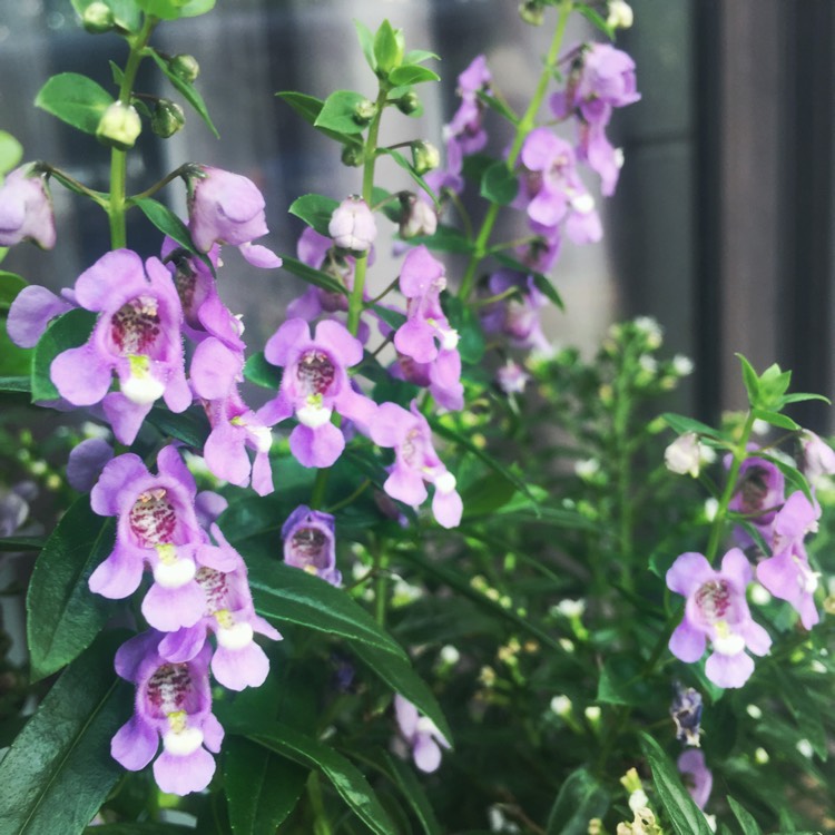 plant image 383740