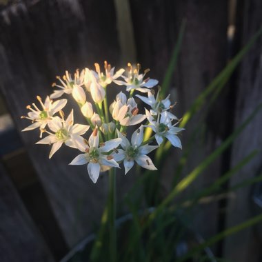 Allium tuberosum