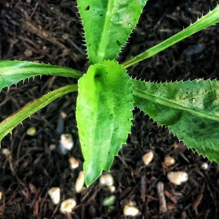 Plant image Eryngium foetidum