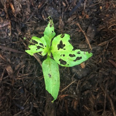 Capsicum Annuum 'Hungarian Wax'