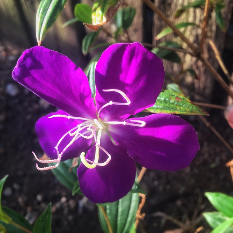 Plant image Tibouchina 'Jazzie'