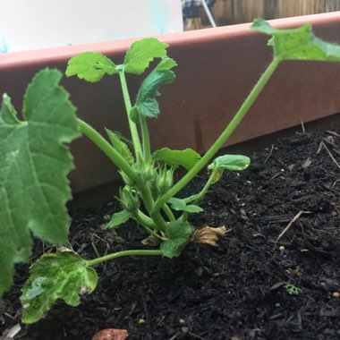Cucurbita Pepo var. Cylindrica 'Black Beauty'