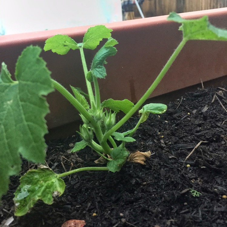 Plant image Cucurbita Pepo var. Cylindrica 'Black Beauty'