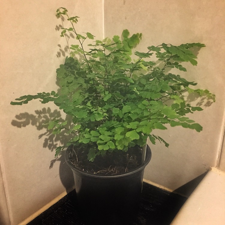 plant image 469794