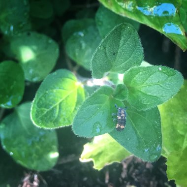 Karen's garden