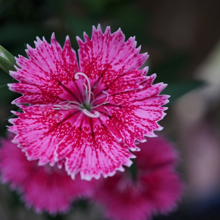 Plant image Dianthus chinensis x barbatus