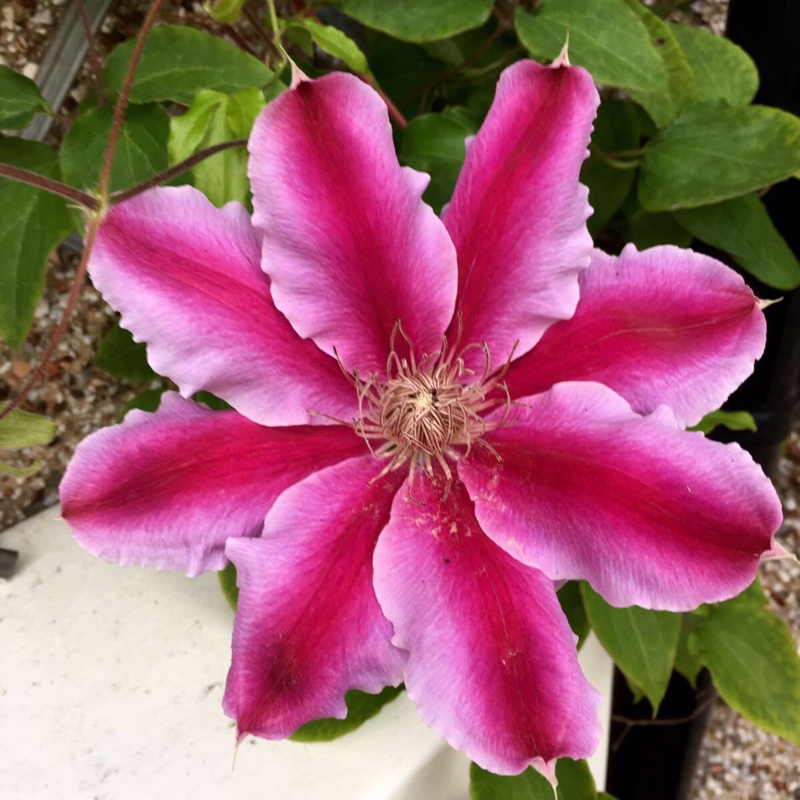 Clematis 'Bees Jubilee'