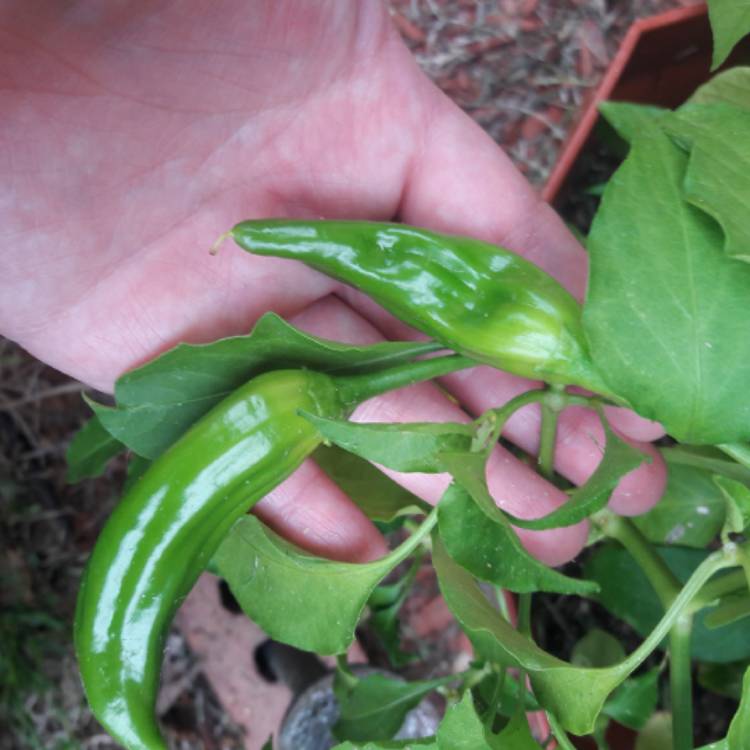 Plant image Capsicum Annuum 'Hot Guajillo Pepper'