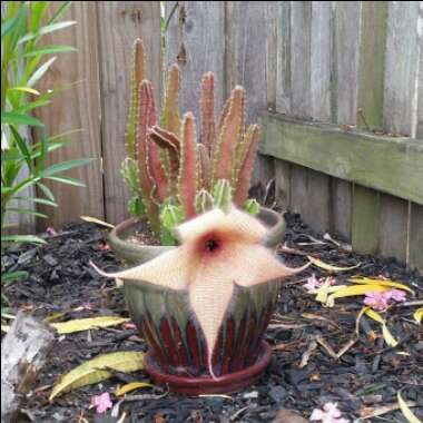 Stapelia gigantea
