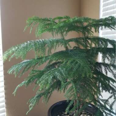 Araucaria heterophylla