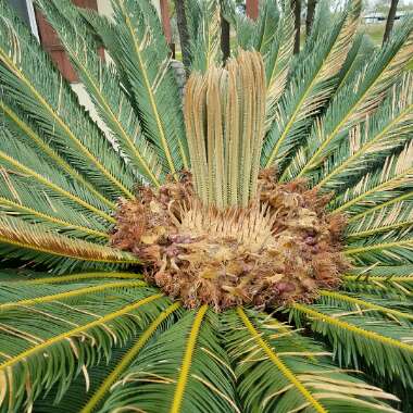 Cycas