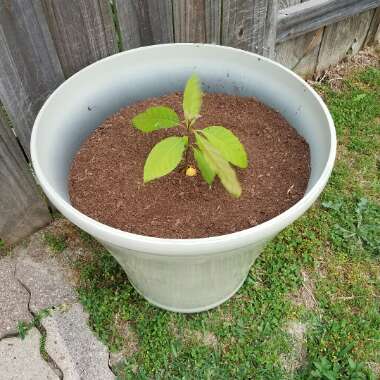 Avocado