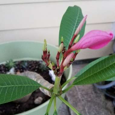 Frangipani