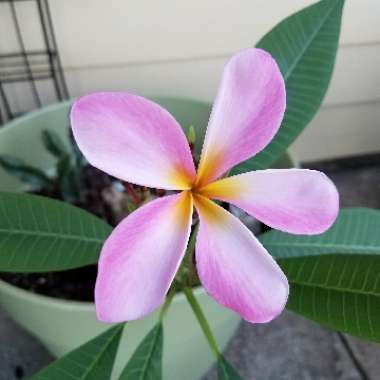 Frangipani