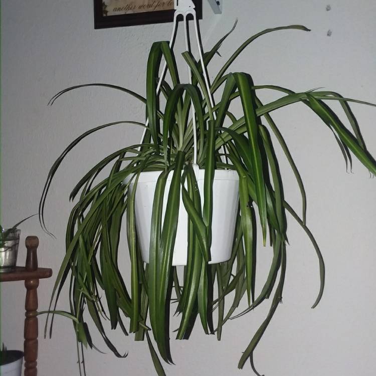 plant image 760831 plant image 760831