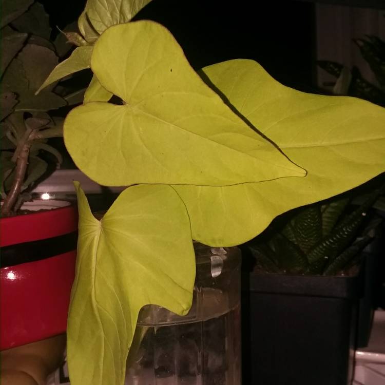 plant image 832917 plant image 832917