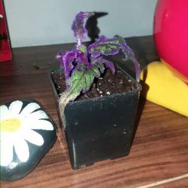 Gynura Aurantiaca 'Purple Passion'