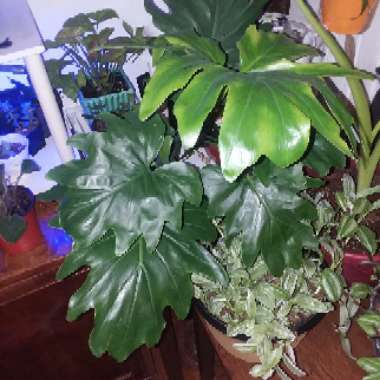 Thaumatophyllum bipinnatifidum 'Little Hope' syn. Philodendron bipinnatifidum 'Little Hope', Philodendron selloum 'Little Hope'