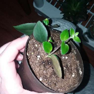 Aeschynanthus 'Mona Lisa'