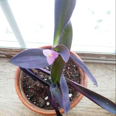 Tradescantia pallida