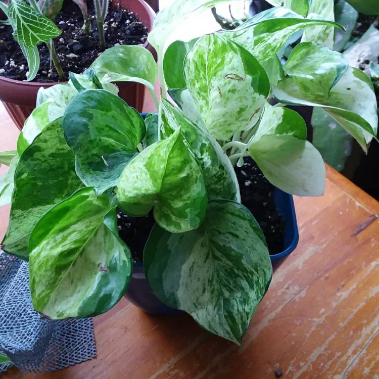 Plant image Epipremnum aureum 'Manjula' syn. Epipremnum aureum 'Happy Leaf'