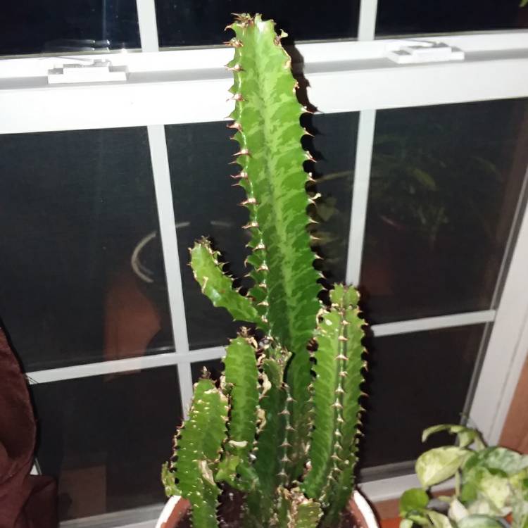 Plant image Euphorbia Lactea