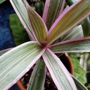 Tradescantia spathacea  syn. Rhoeo spathacea, Rhoeo discolor