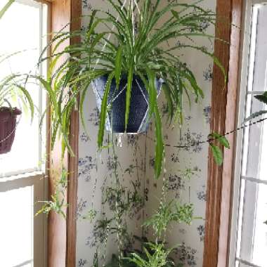 Chlorophytum comosum 'Bonnie'
