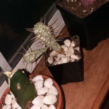 Corn Cob Cactus