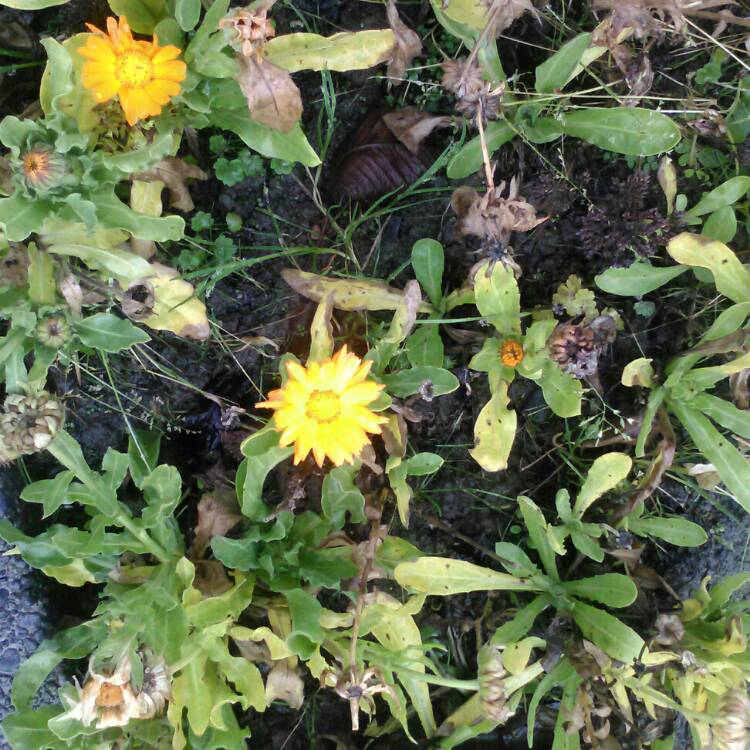 plant image 768668
