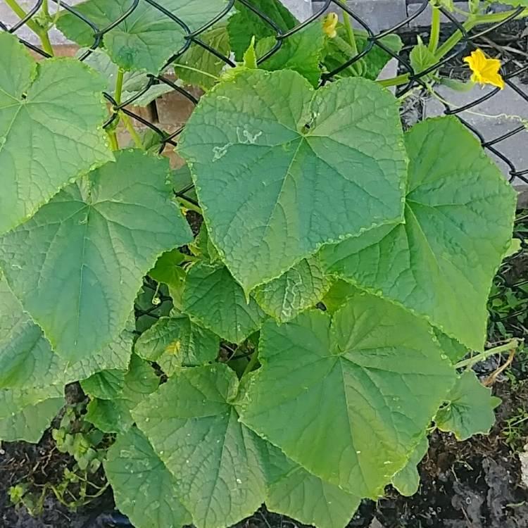 Plant image Cucumis Melo