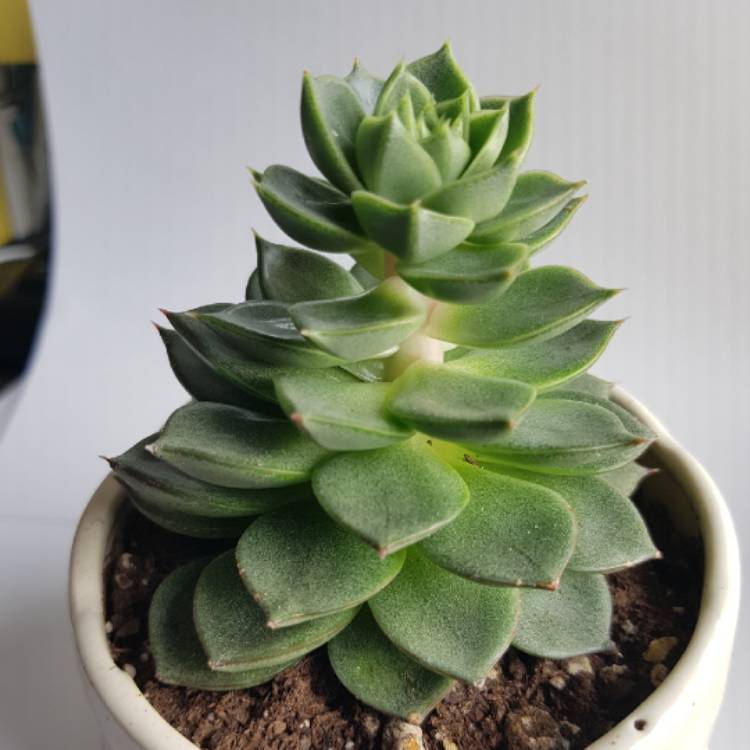 plant image 810739