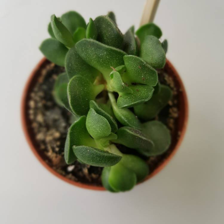 Plant image Adromischus marianiae 'Tanqua'