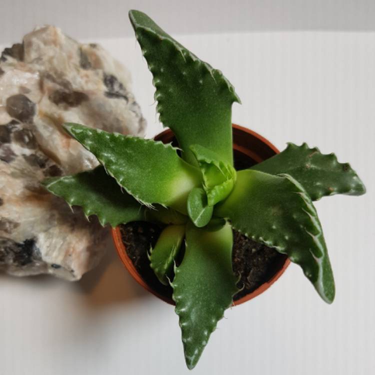 plant image 822987
