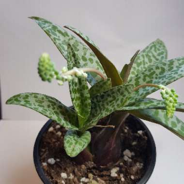 Ledebouria socialis syn. Scilla violaceum
