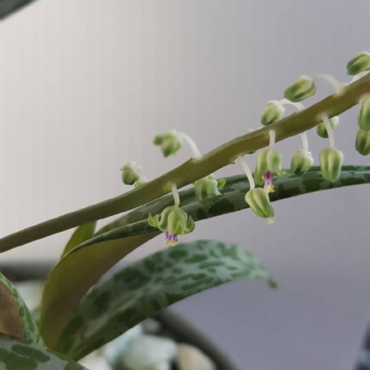 plant image 830738