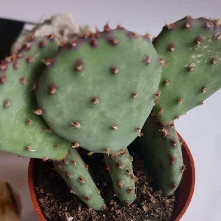Plant image Opuntia violacea var. macrocentra