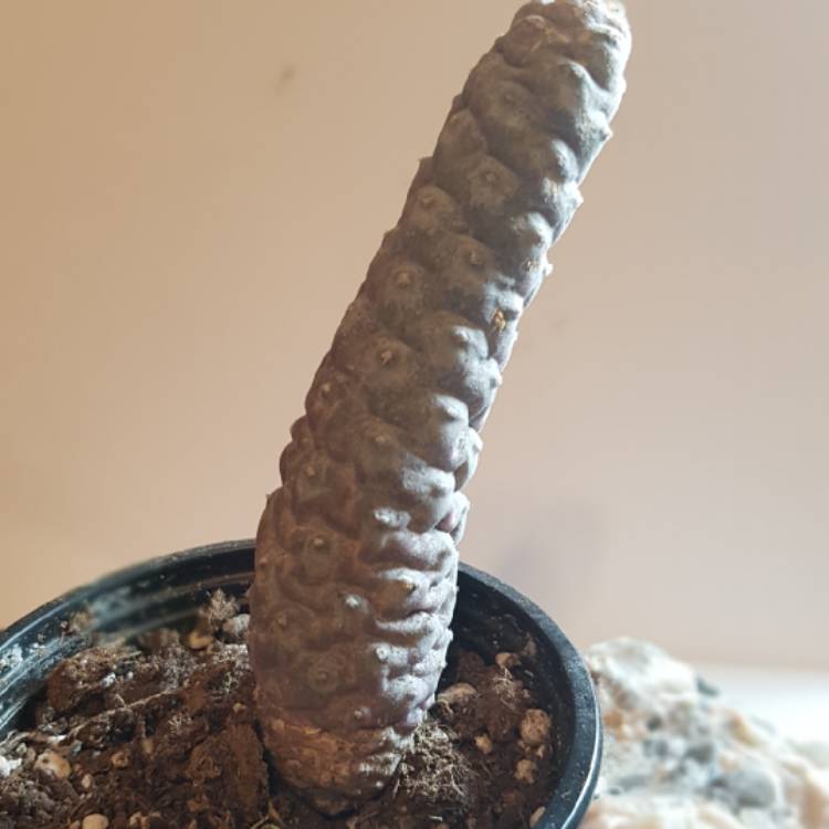 Plant image Tephrocactus articulatus 'Strobiliformis' syn. Tephrocactus articulatus var. strobiliformis