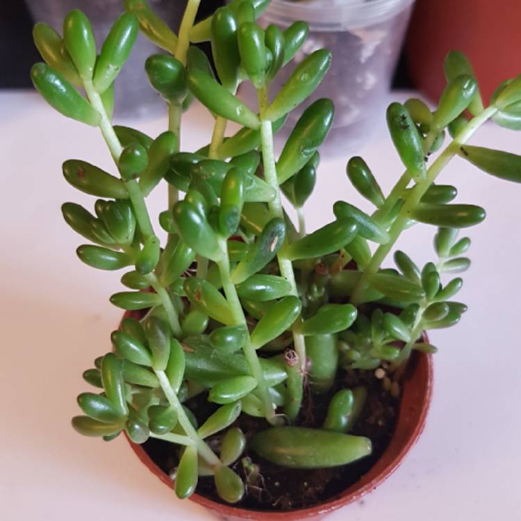 plant image 832995