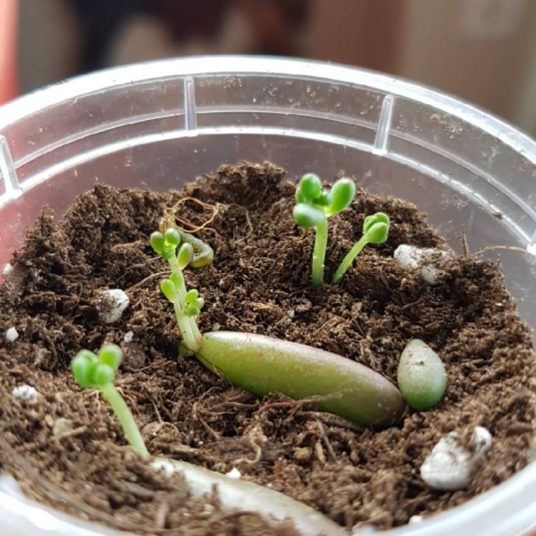 plant image 834616