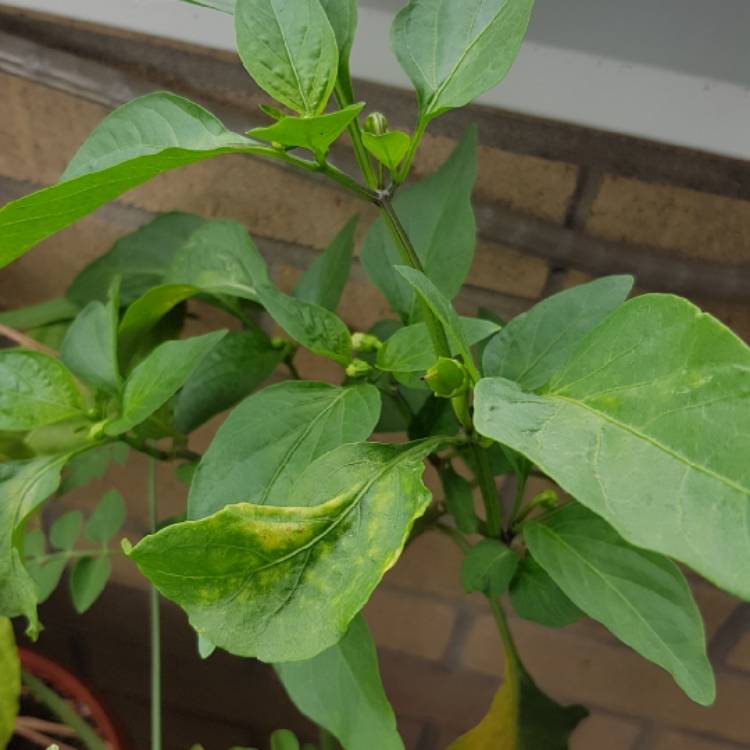 plant image 834626