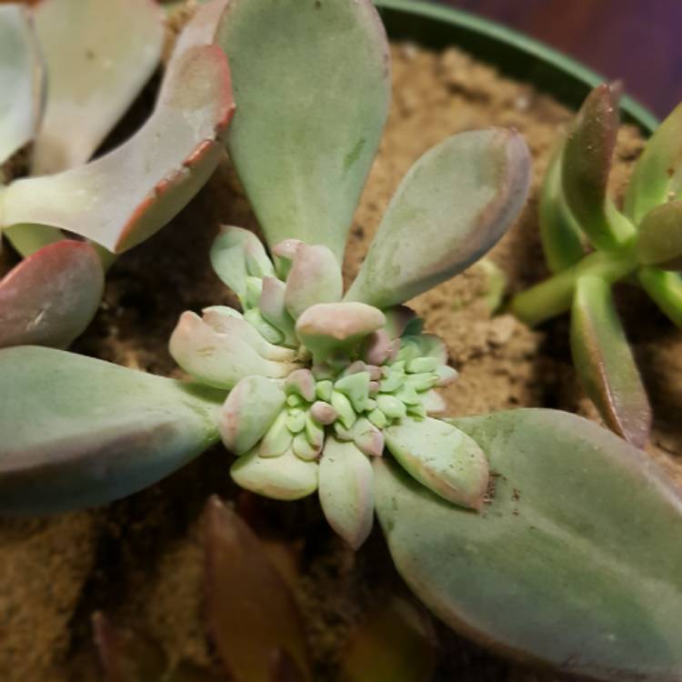 plant image 846741