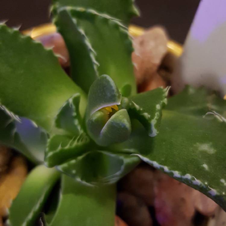 plant image 866886