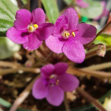 Streptocarpus sect. Saintpaulia  syn. Saintpaulia