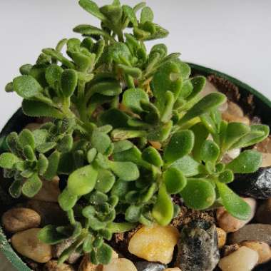 Aeonium Lindleyi var. Viscatum