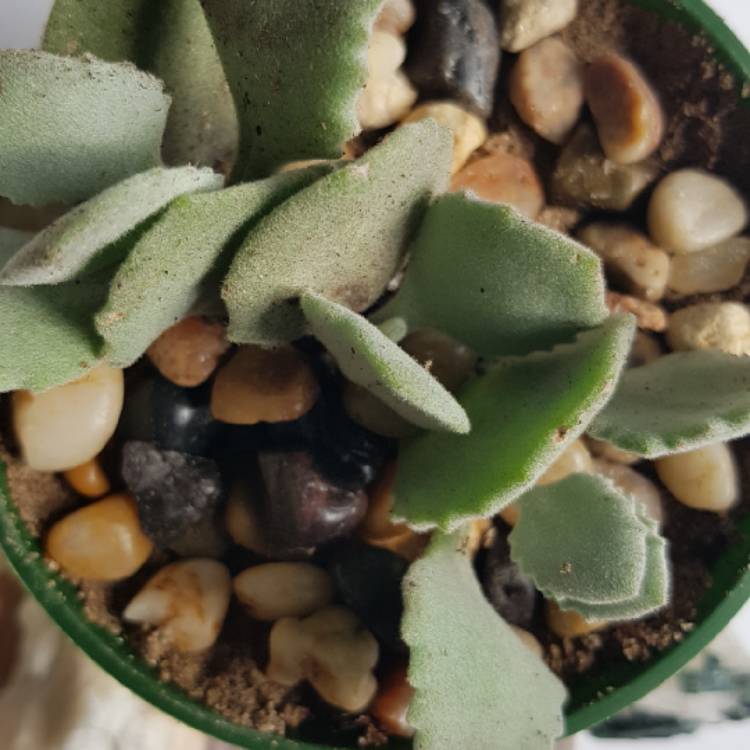 plant image 874686