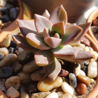x Graptosedum California Sunset