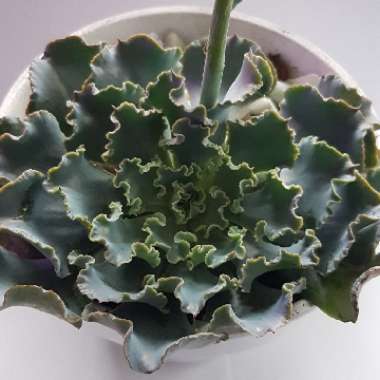 Echeveria Meridian